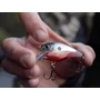 Kép 3/3 - RAPALA BX® BRAT BXB-6 WOBBLER 5CM 10G