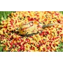 Kép 3/3 - SPECIÁL MIX METHOD CARP PELLET 500G 2,5MM