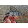 Kép 4/4 - PERCH'IK AIR LEECH FÉREG IMITÁCIÓ