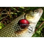 Kép 3/3 - SALMO LIL BUG WOBBLEREK BG3F 3CM 4,3G