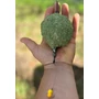 Kép 2/2 - MAROS MIX ECO 1KG ETETŐANYAG - BUSA