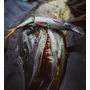 Kép 2/2 - SAVAGE GEAR 3D ROACH LIPSTER WOBBLEREK 13CM 26G SF